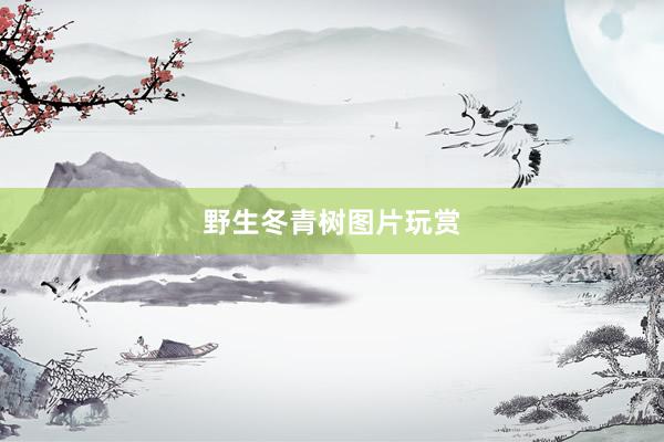 野生冬青树图片玩赏